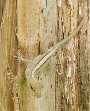 Image of Leopard Anole