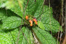 Image of Gesneria acaulis L.