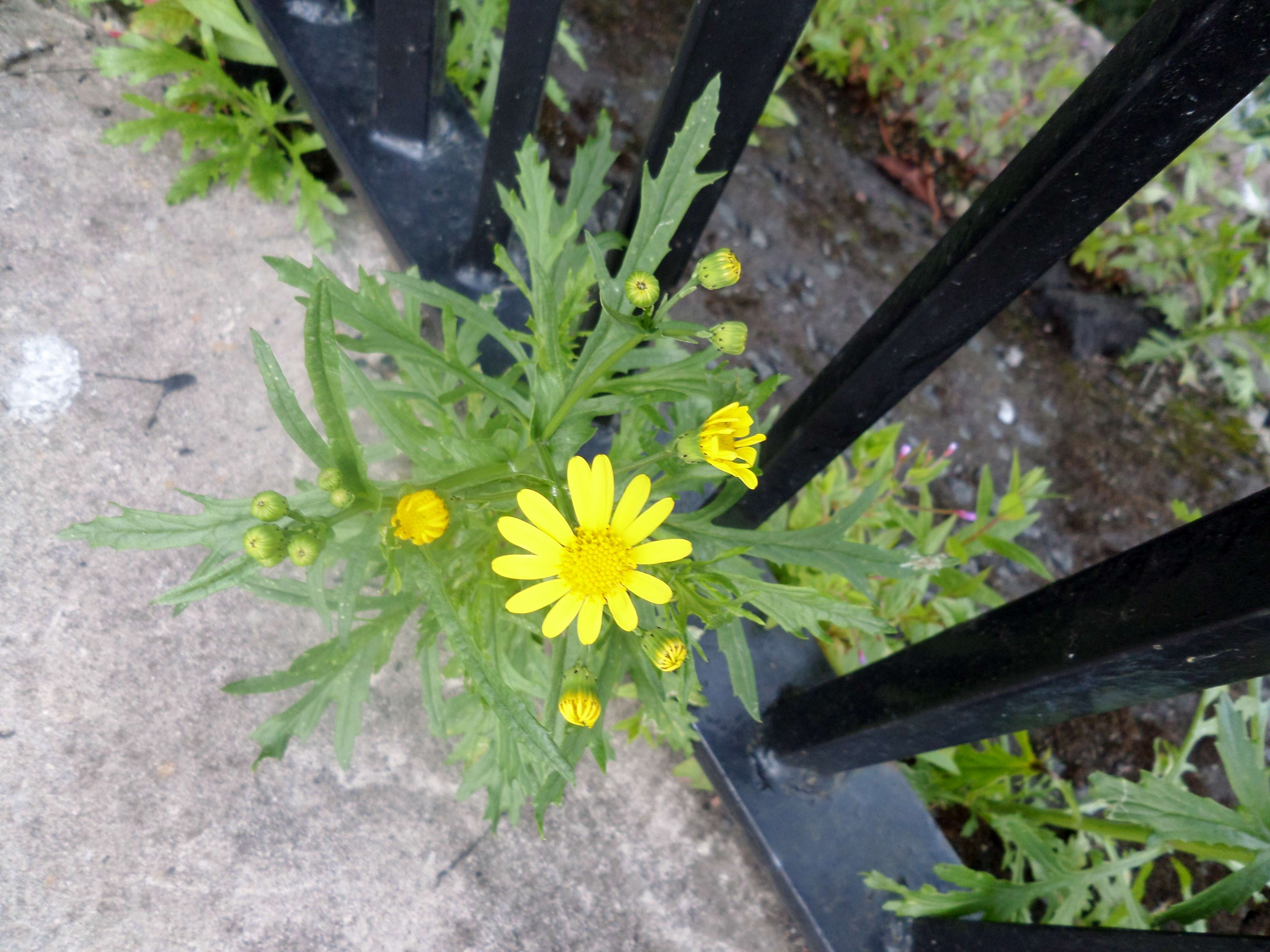 Image of oxford ragwort