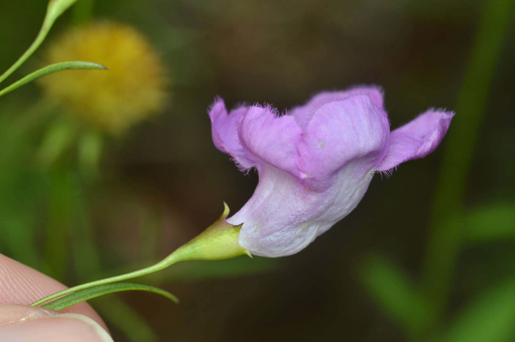 Image of stiffleaf false foxglove