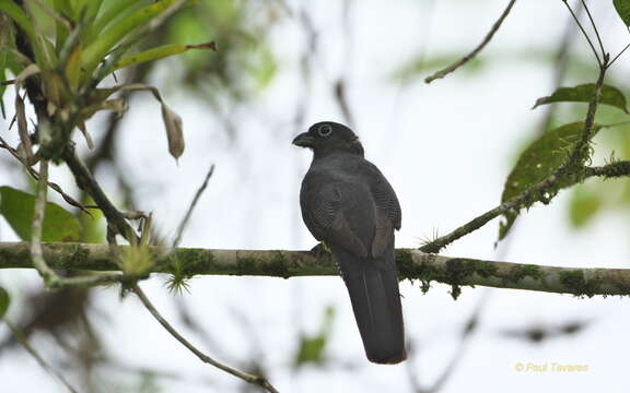 Imagem de Trogon viridis Linnaeus 1766