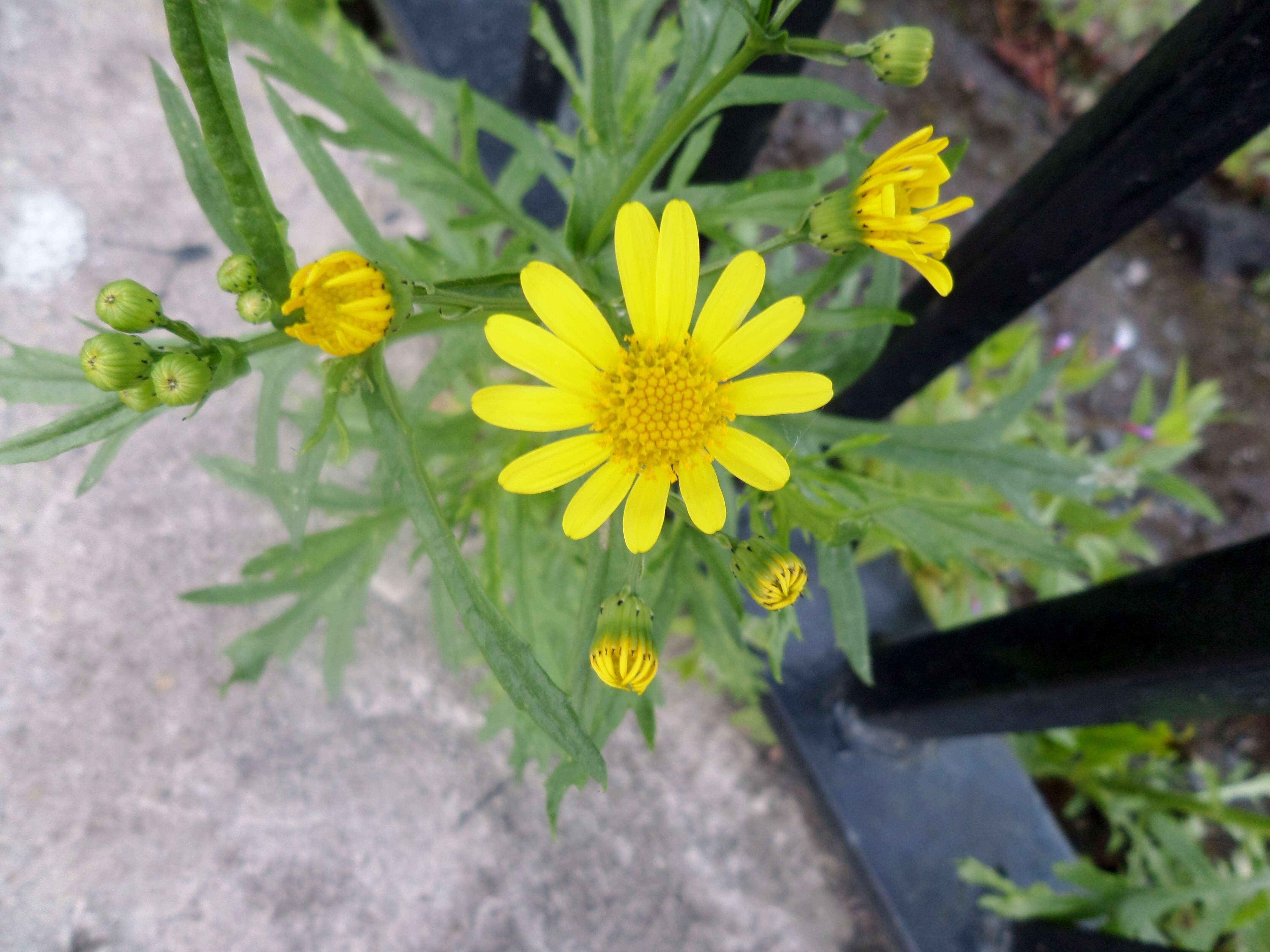 Image of oxford ragwort