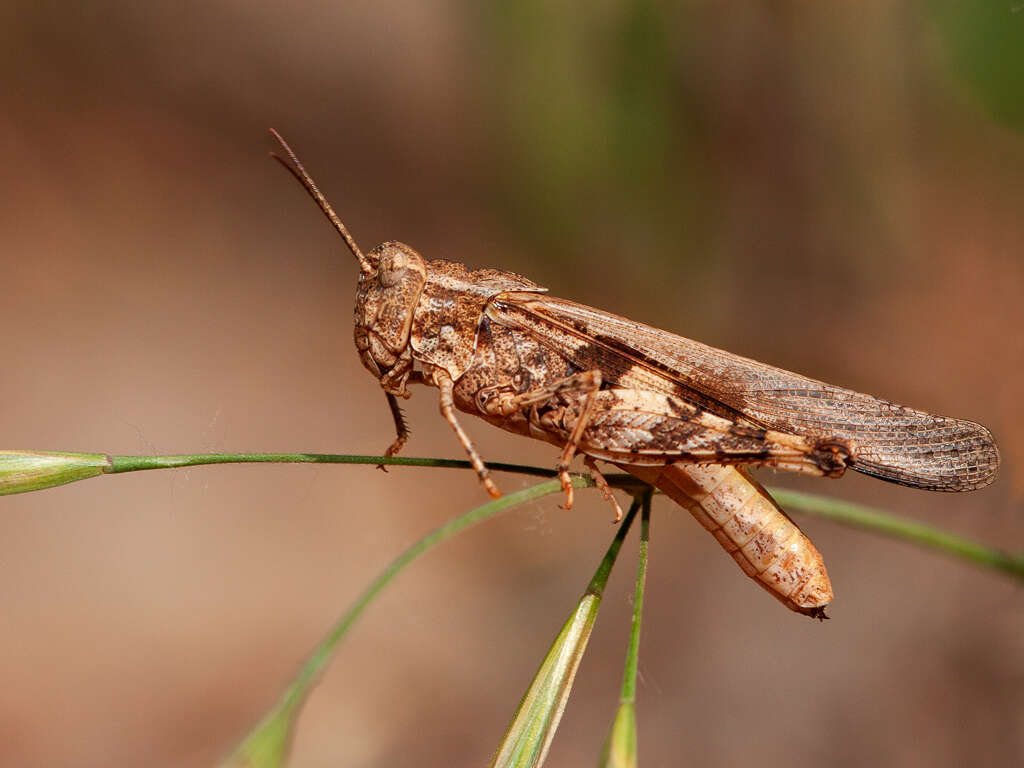 Image of Ridged Grasshopper