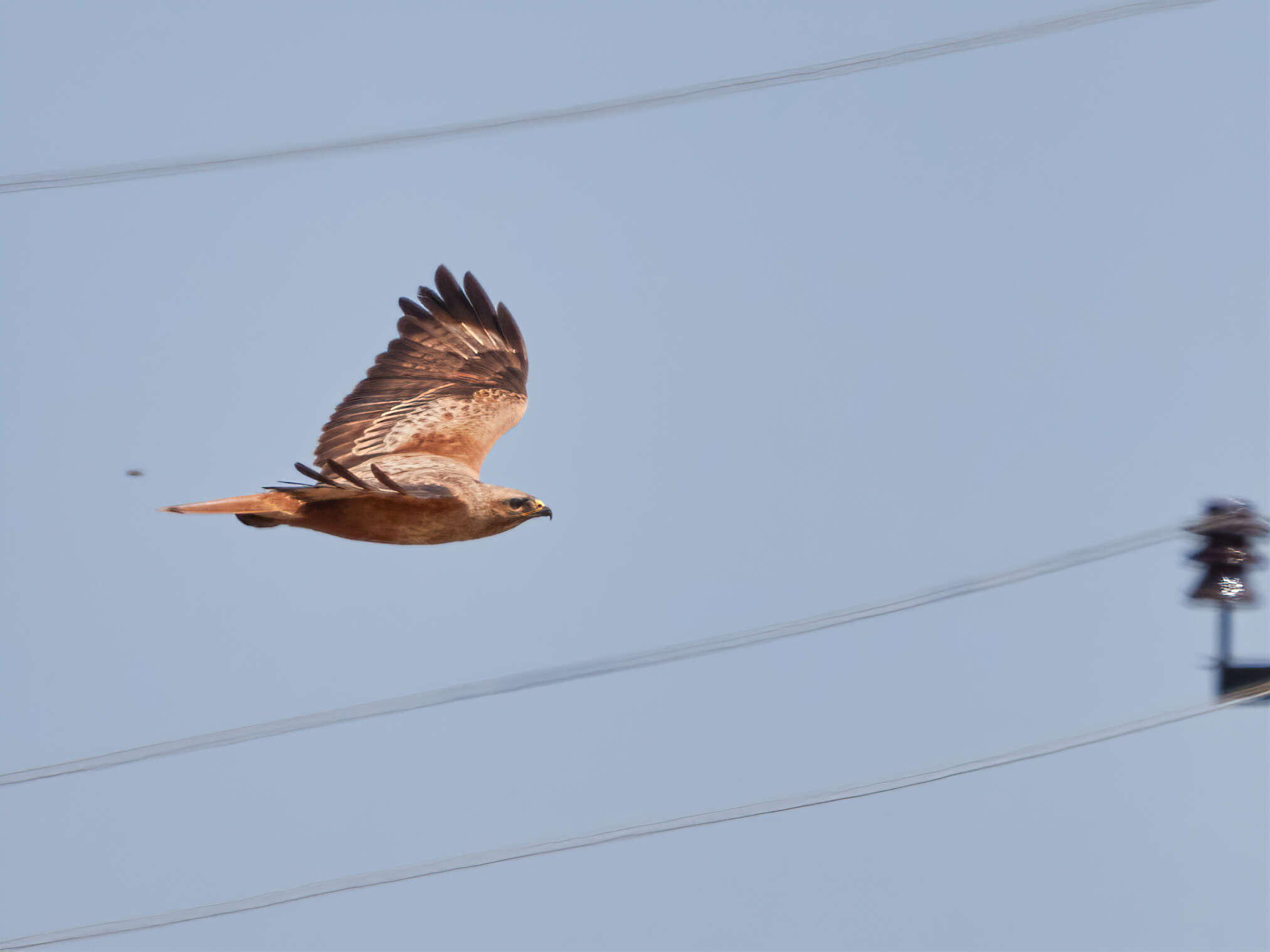 Image of Buteo buteo menetriesi Bogdanov 1879