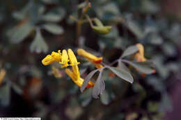 Image of yellow corydalis