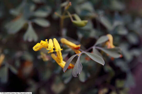 Image of yellow corydalis