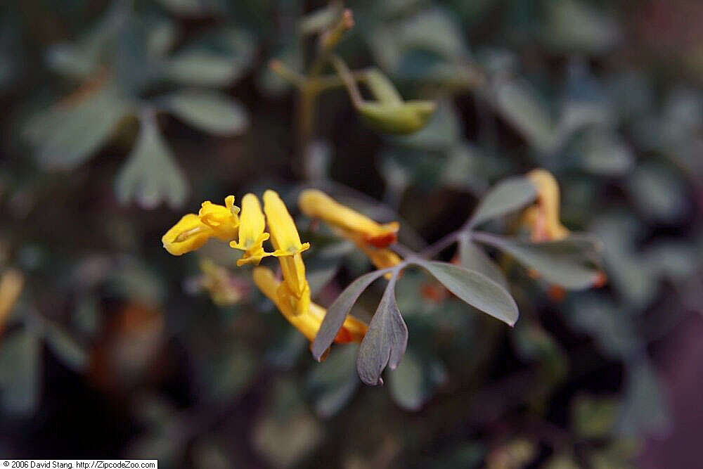 Image of yellow corydalis