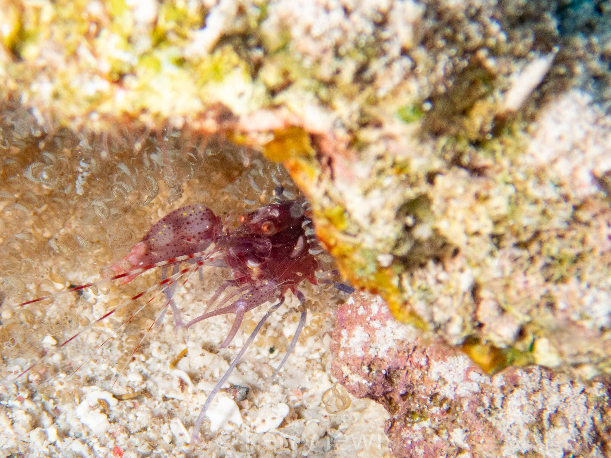 Image of brown pistol shrimp