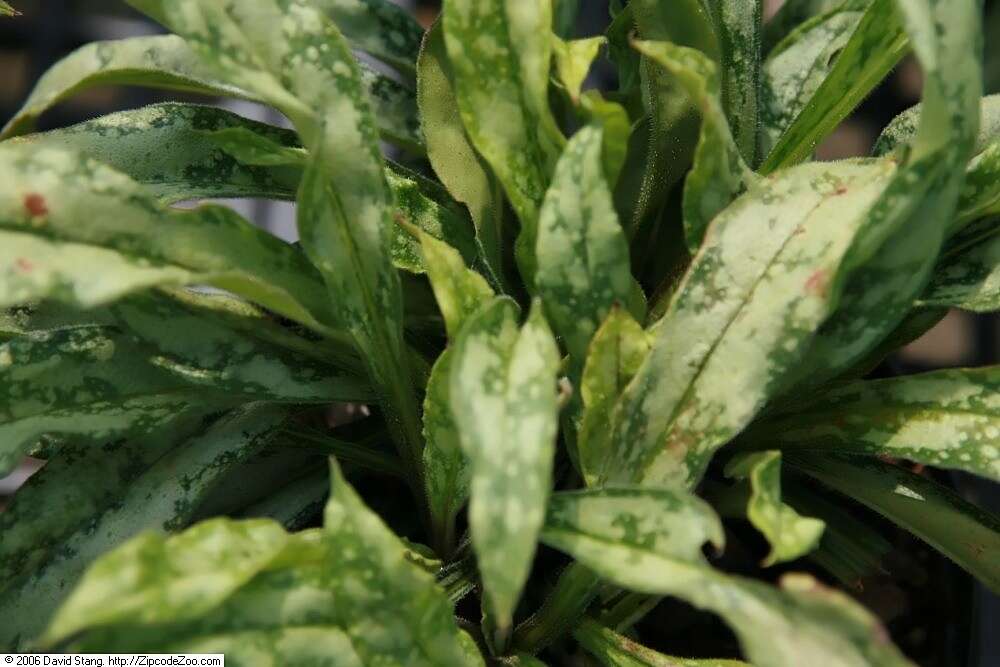 Image of Pulmonaria longifolia (Bast.) Boreau