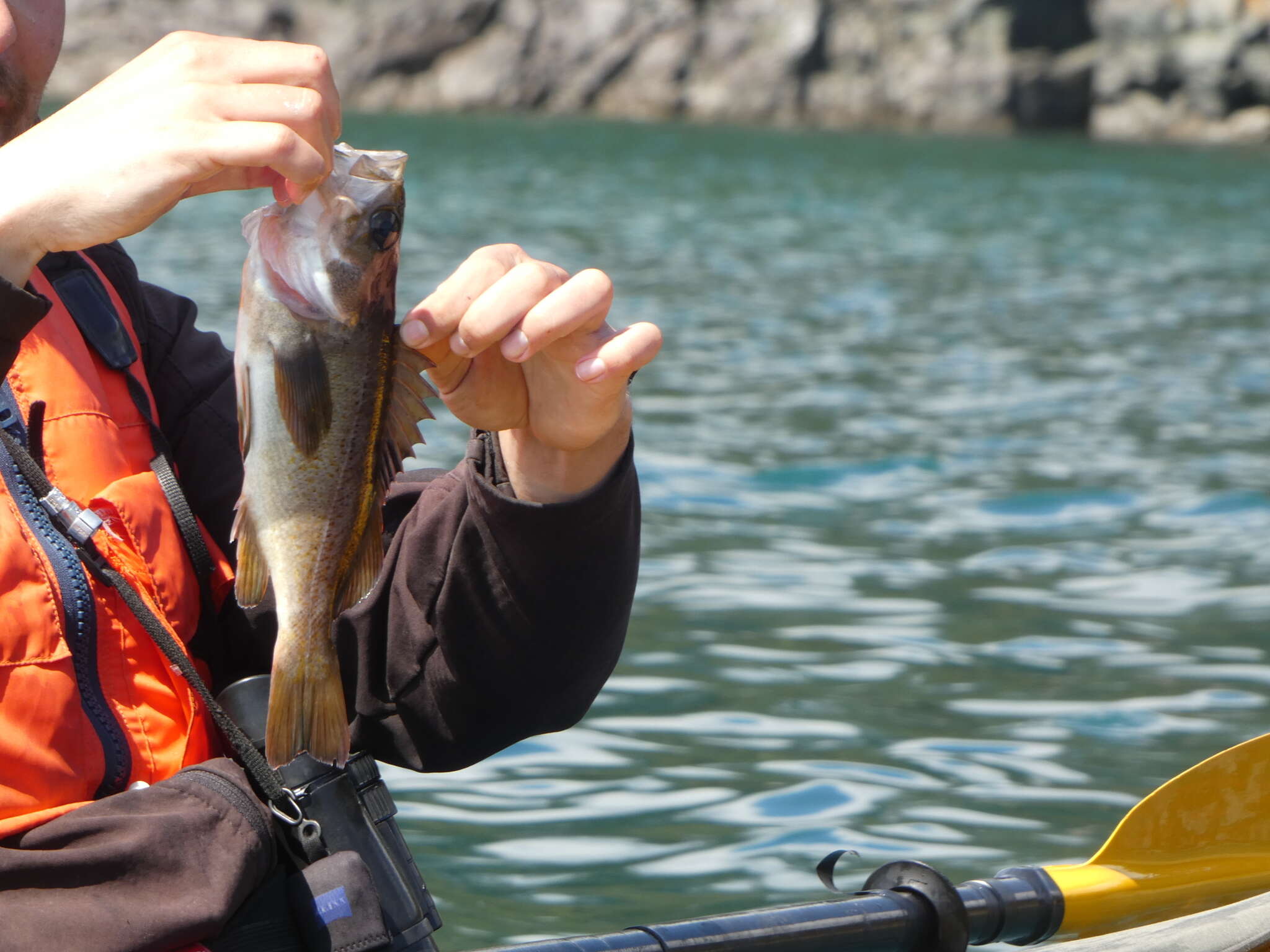 Image of Yellowtail rockfish