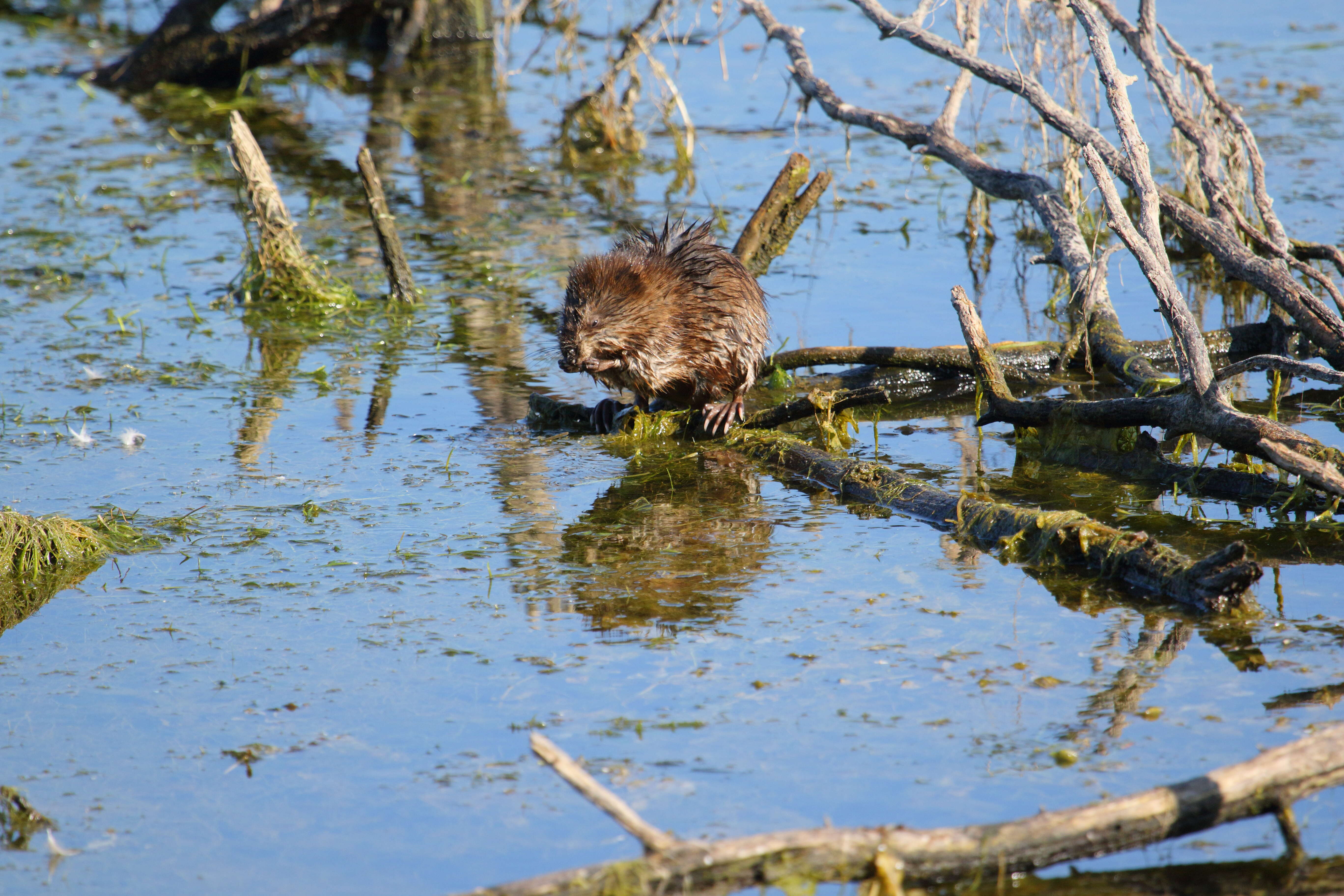 Image of muskrat