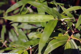 Bambusa ventricosa McClure resmi