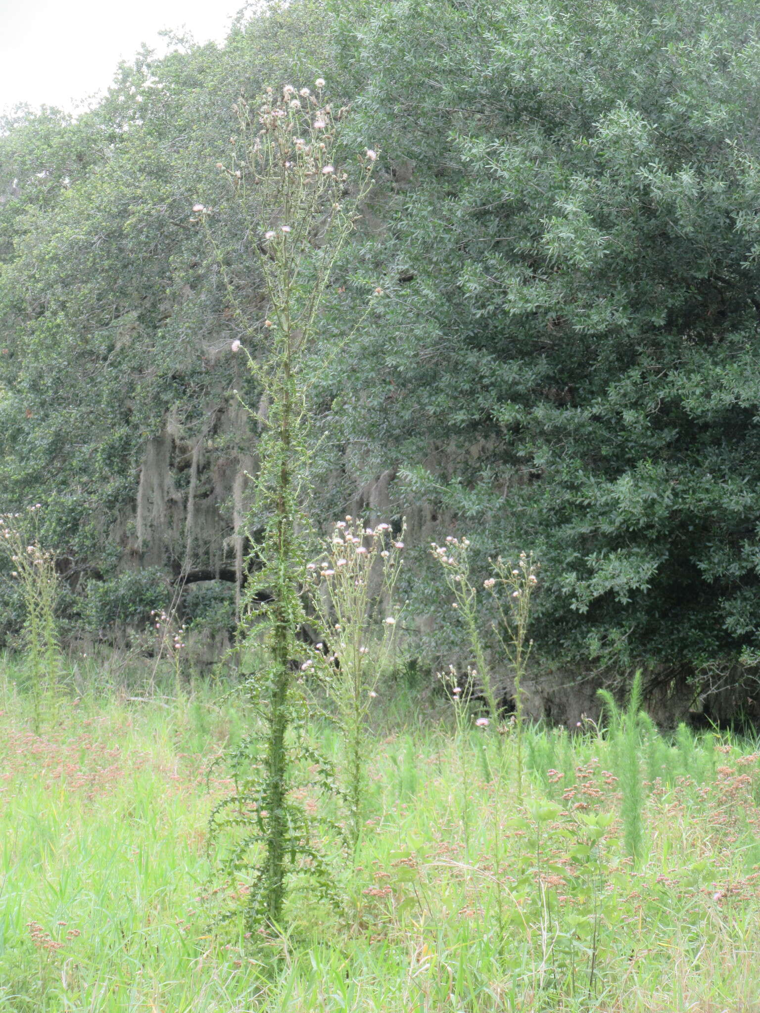 Cirsium nuttalii DC. resmi