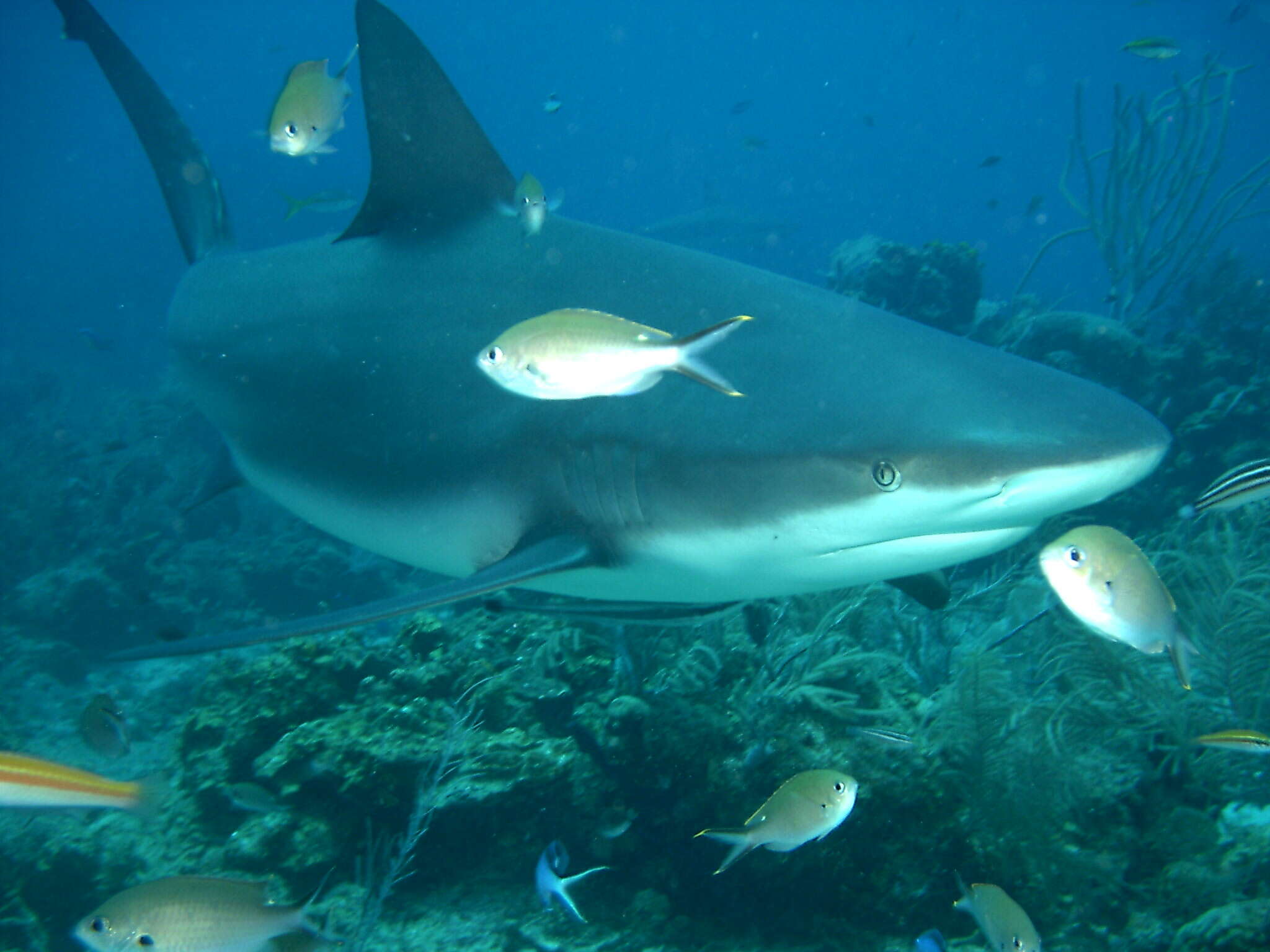 Image of Caribbean Reef Shark