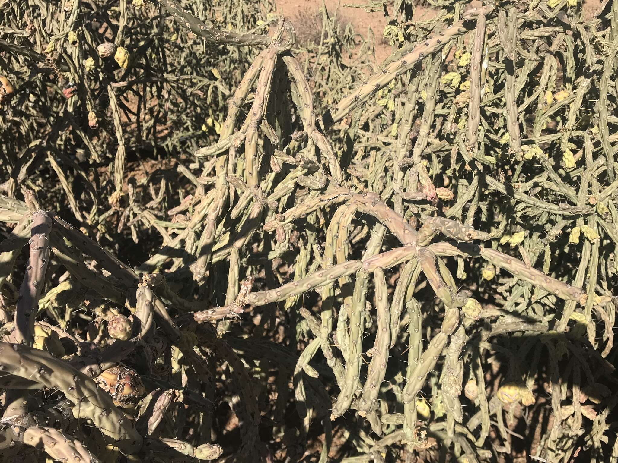 Image of cholla