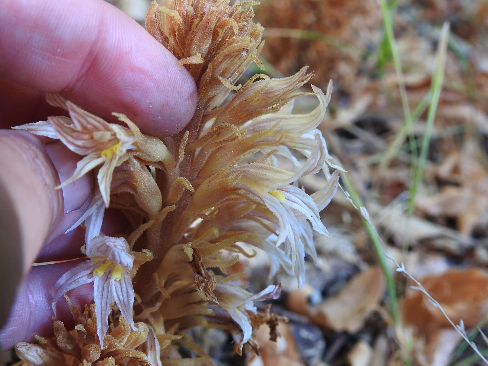 Image of hillside broomrape