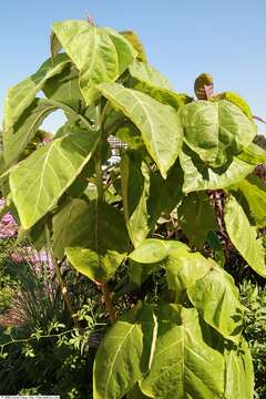 Image of Tamarillo