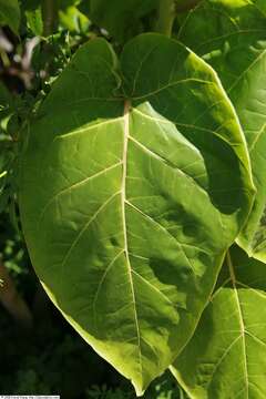 Image of Tamarillo