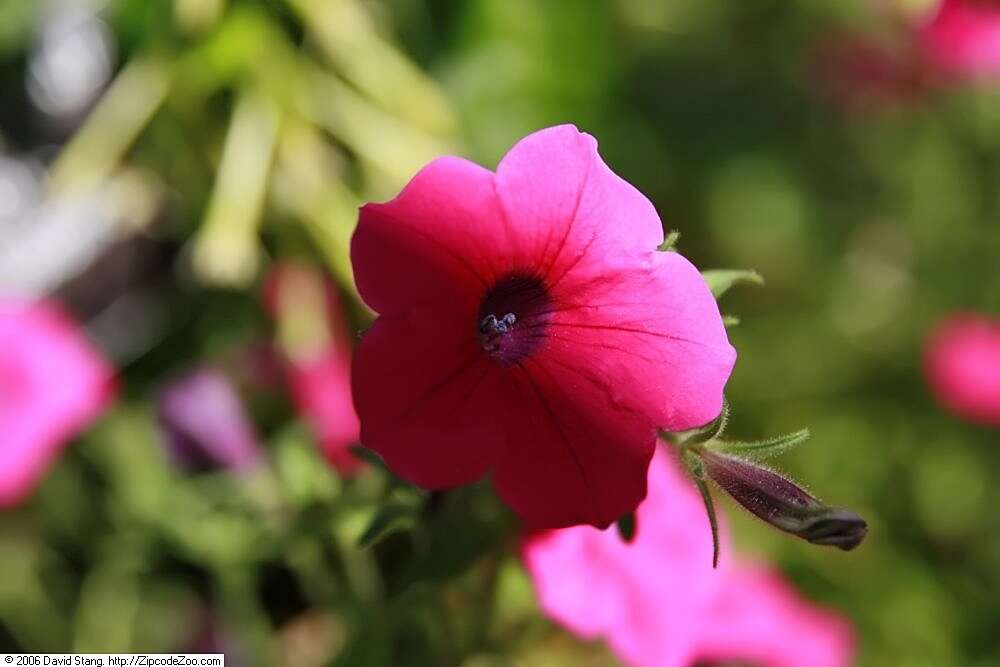 Image de Petunia integrifolia (Hook.) Schinz & Thellung