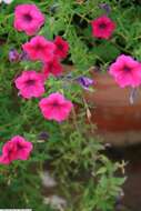 Image of Violet-flower petunia