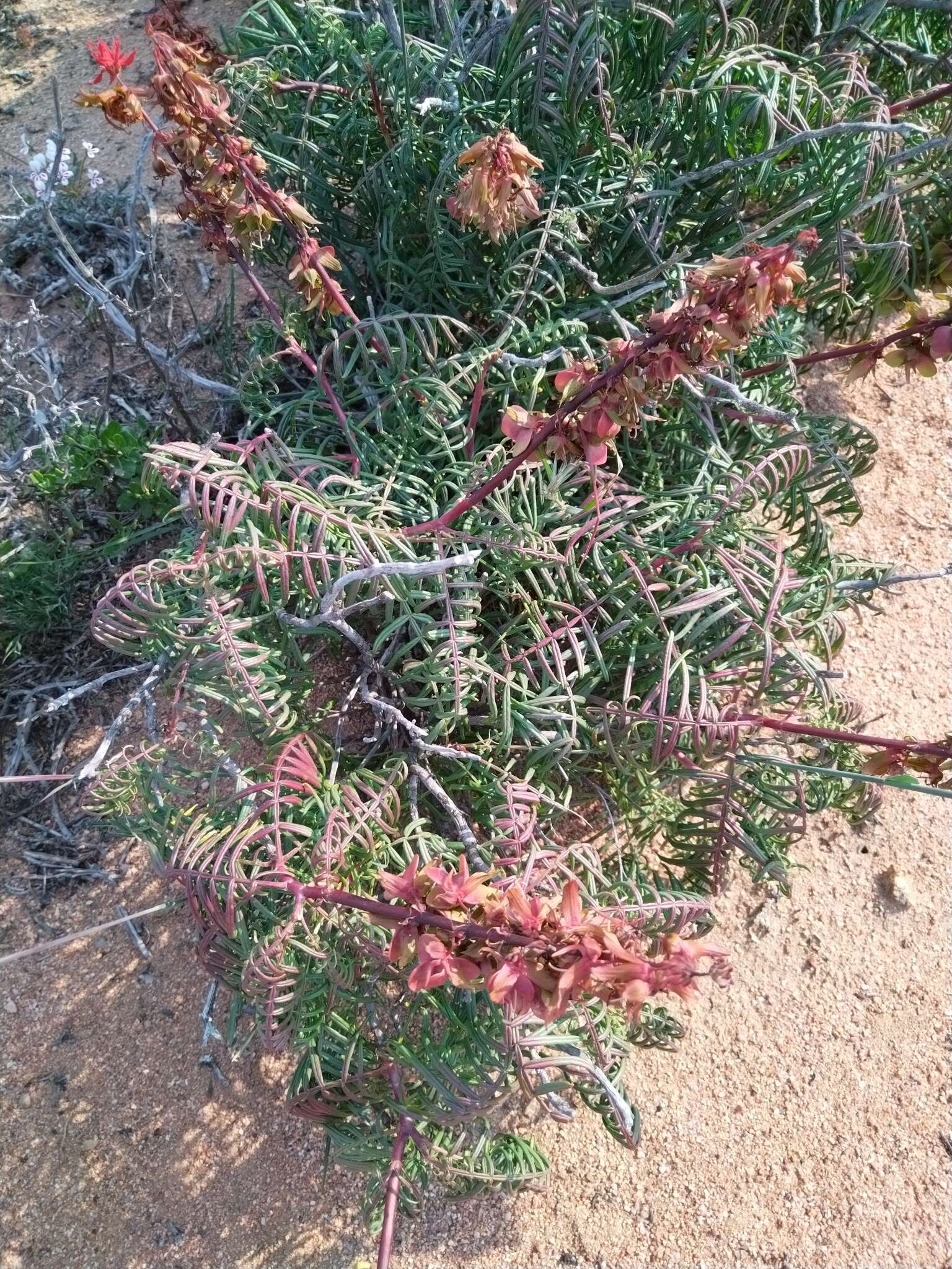 Image de Melianthus pectinatus Harv.