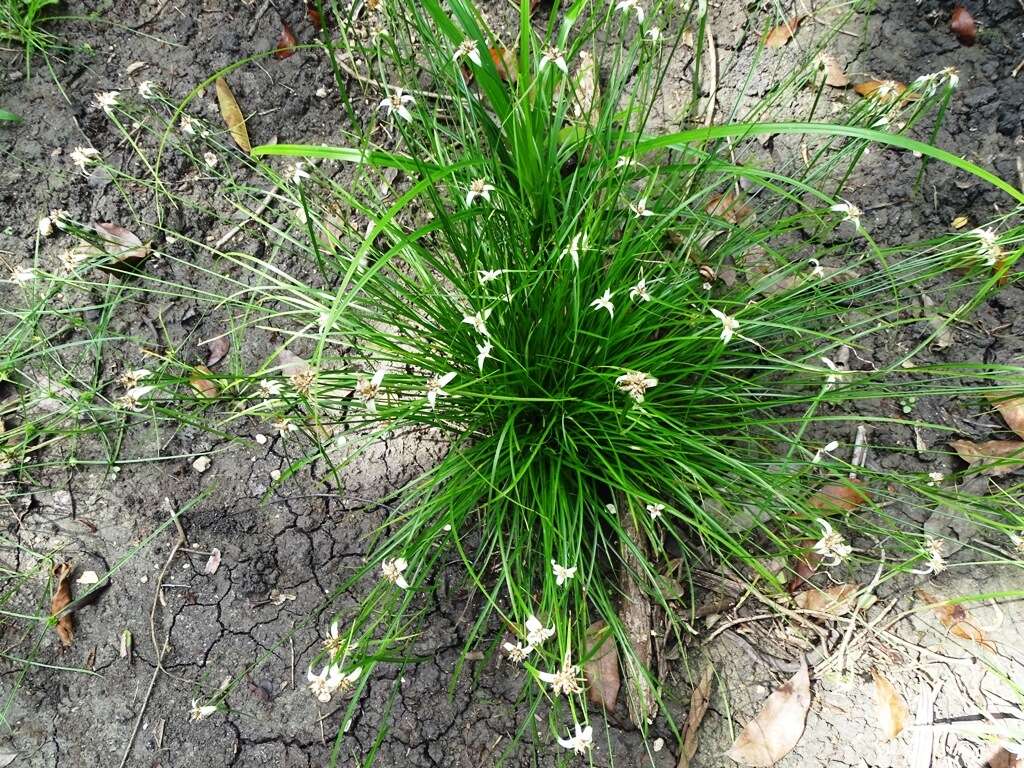 Image of Florida Whitetop