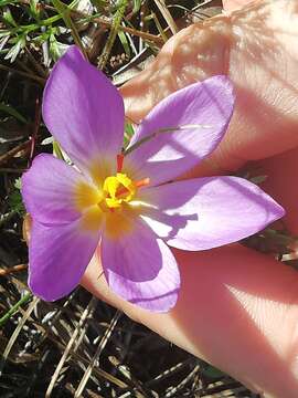 Image de Crocus thomasii Ten.