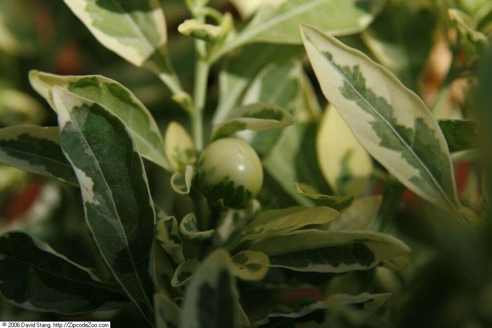 Image of Jerusalem Cherry