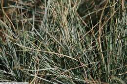 Image of blue oat grass