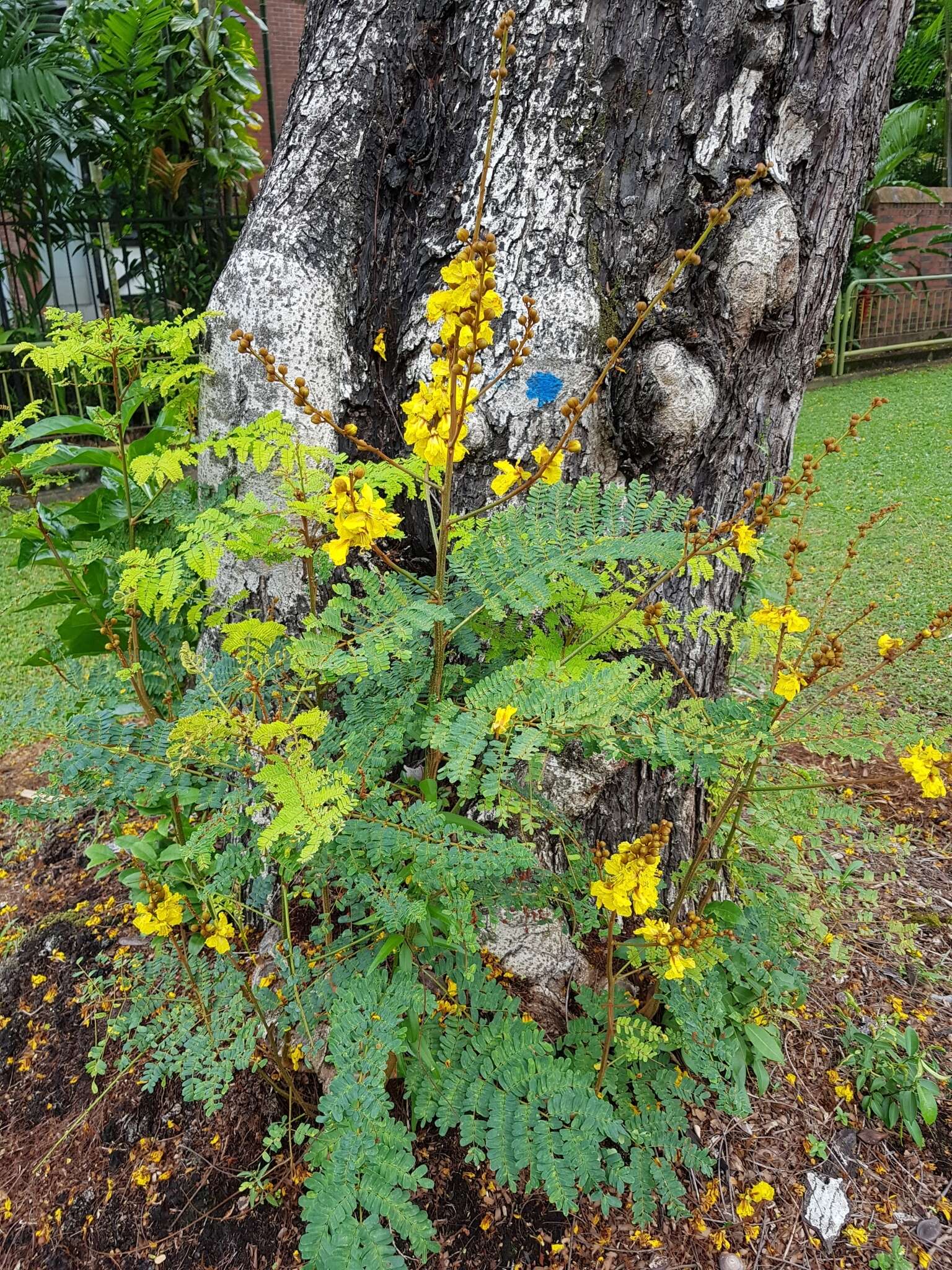 Image of Yellow Flame Tree