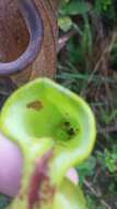 Image of Pitcher Plant Mining Moth