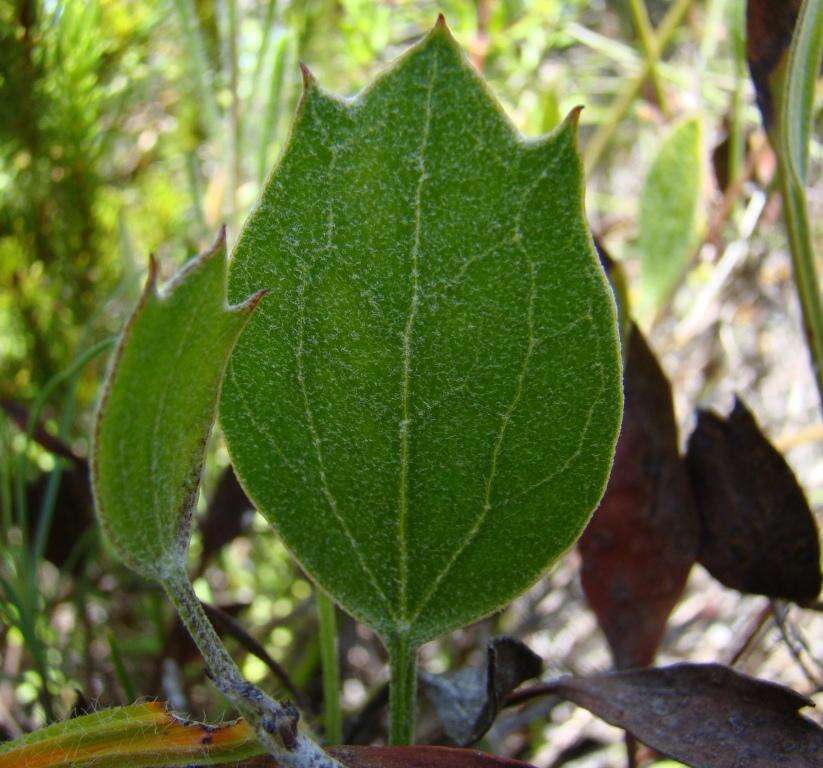 Image of Centella dolichocarpa