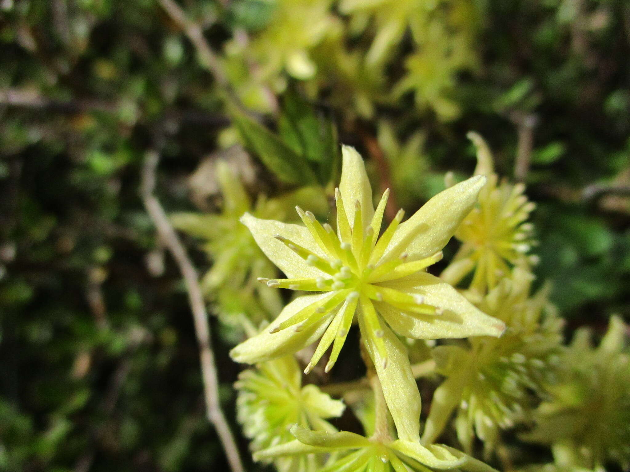 Image of Clematis foetida Raoul