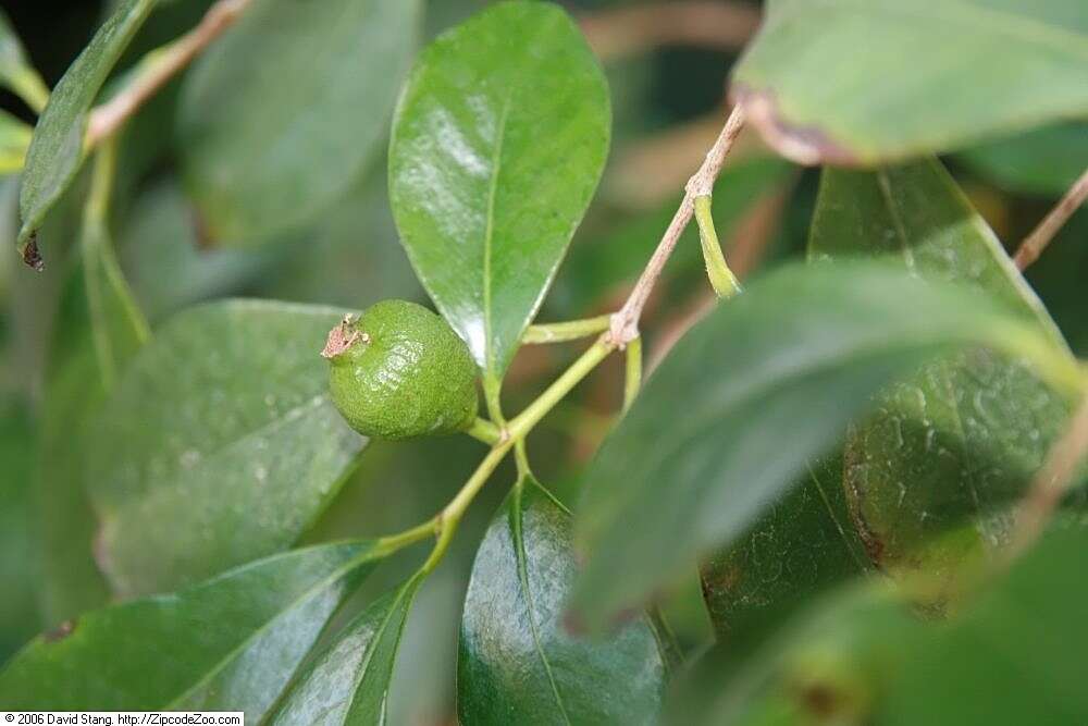 Image of Psidium cattleyanum