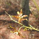 Слика од Oncidium hintonii L. O. Williams