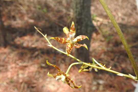 Image of Oncidium hintonii L. O. Williams