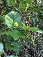 Coccoloba tenuifolia L. resmi