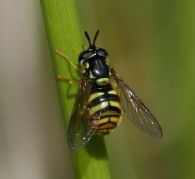 Plancia ëd Chrysotoxum arcuatum (Linnaeus 1758)