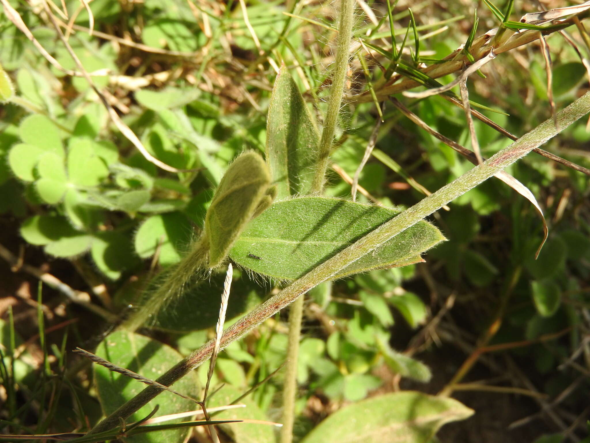 Image de Pfaffia tuberosa (Spreng.) Hicken