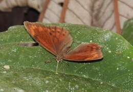 Image of Lasiophila ciris Thieme 1906