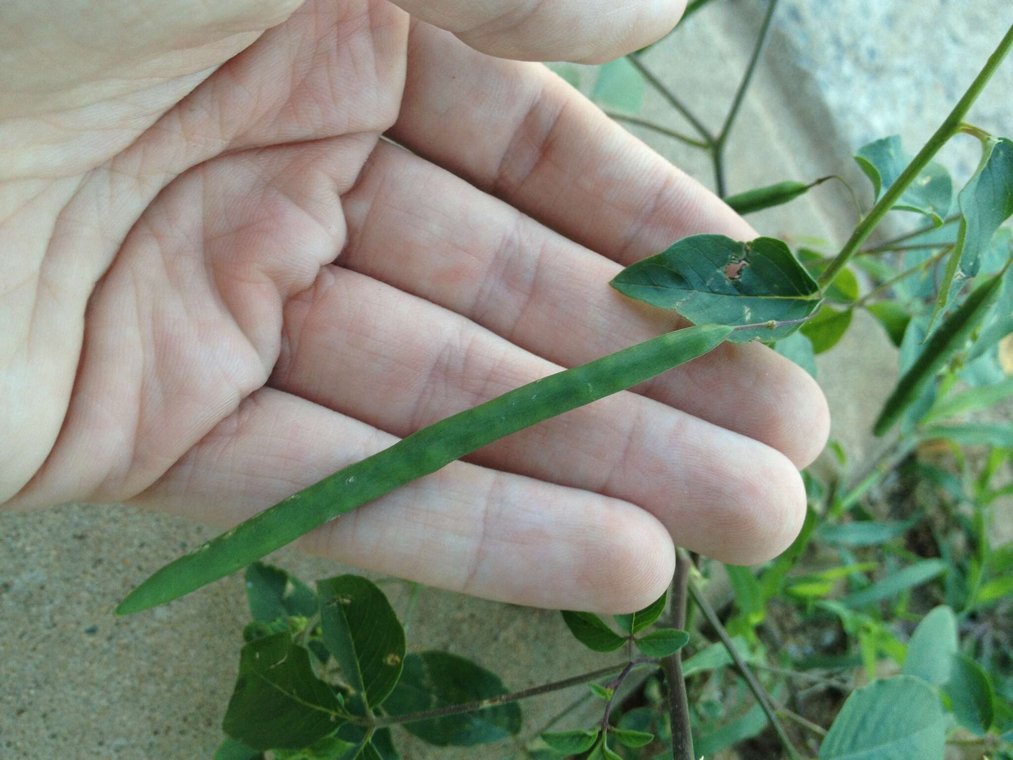 Слика од Hemiscola aculeata (L.) Rafin.