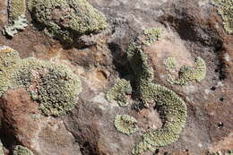 Слика од Lecanora argopholis (Ach.) Ach.