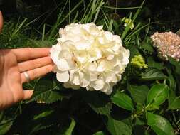 Plancia ëd Hydrangea macrophylla (Thunb.) Seringe