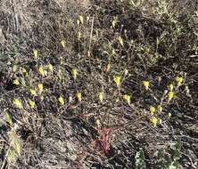 Image of leafy desertdandelion