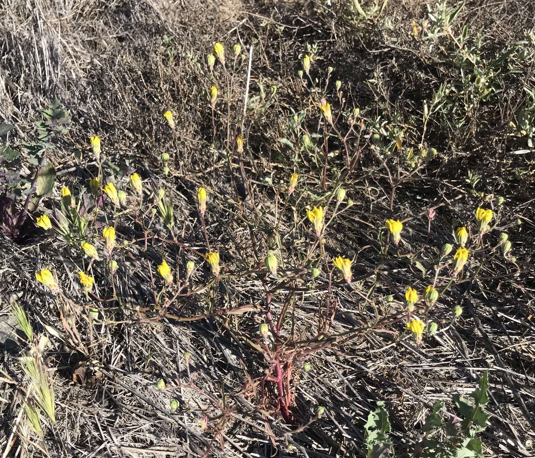 Image of leafy desertdandelion