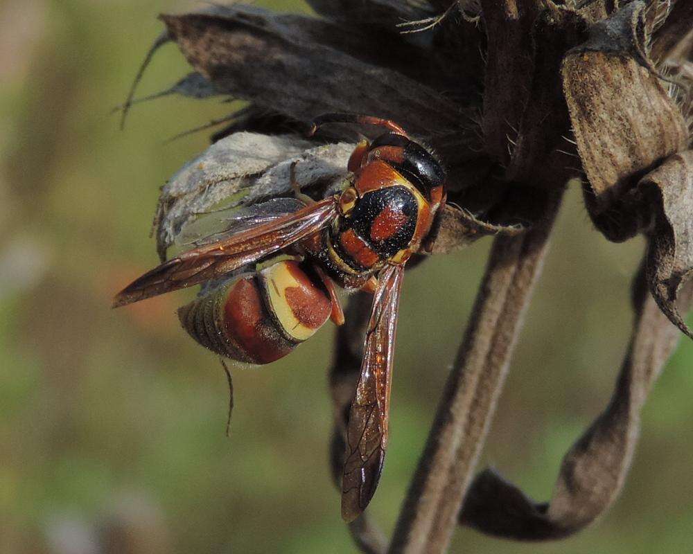 Euodynerus pratensis (de Saussure 1870)的圖片