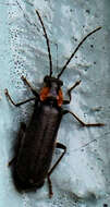 Image de <i>Rhagonycha lineola</i>