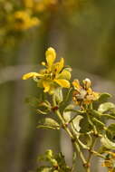 Plancia ëd Larrea tridentata subsp. tridentata