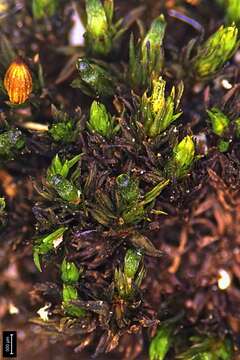 Image of stellate orthotrichum moss