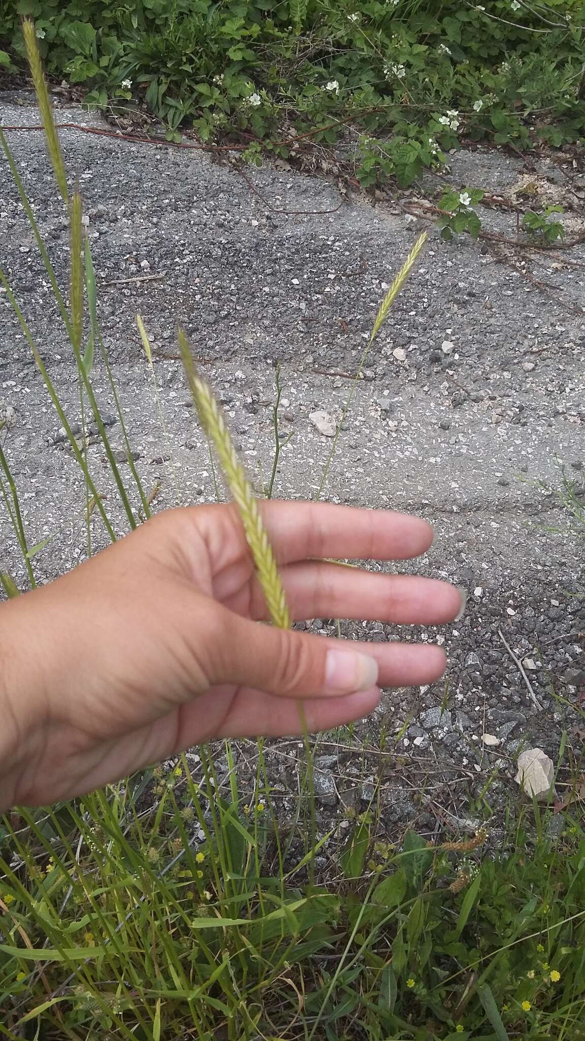 Image of bulbous barley